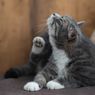 Kucing Rumahan Tetap Bisa Terkena Kutu, Ini Sebabnya