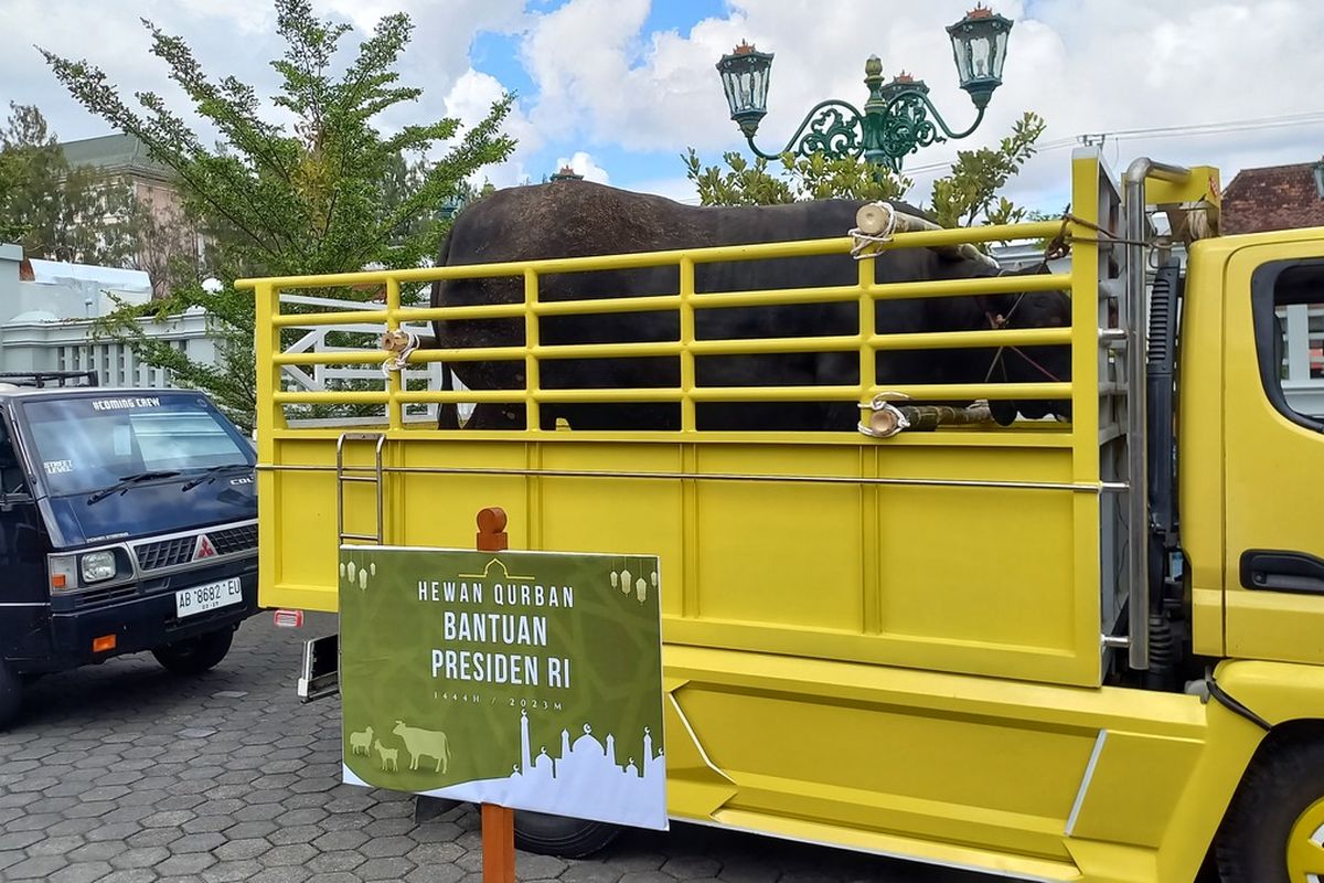 Sapi kurban bantuan presiden bernama black boss diserahterimakan di Kantor Gubernur DIY, sebelum dikirim ke Tepus, Gunungkidul, Selasa (27/6/2023)