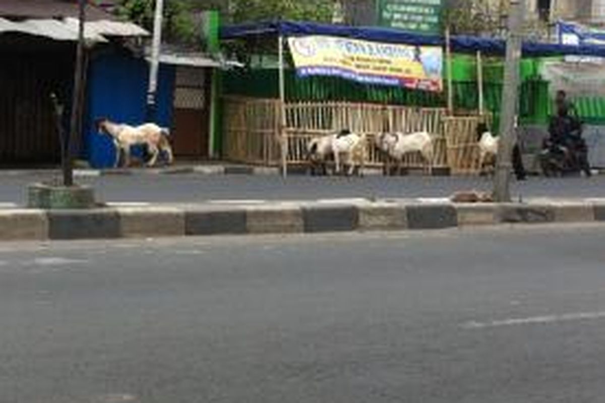 Para pedagang hewan kurban menggelar lapak di sepanjang trotoar Jalan Mas Mansyur, Tanah Abang, Jakarta Pusat, Senin (29/9/2014).