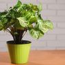 Ingin Punya Syngonium Yellow tapi Harganya Selangit? Begini Solusinya