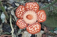 Persib Vs Bangkok United, Pratama Arhan Absen karena Ayah Meninggal Dunia