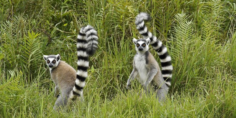 Ilustrasi lemur ekor cincin (Lemur catta).