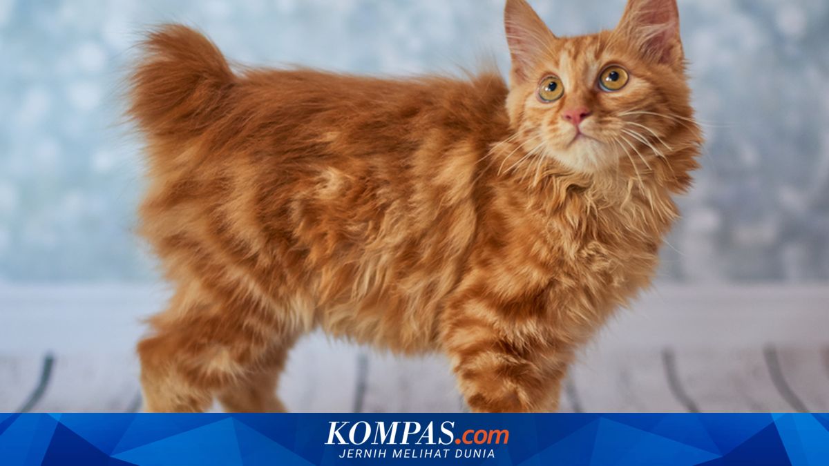 Benarkah Kucing Ras Lebih Susah Kawin? Berikut Penjelasan Dokter Hewan