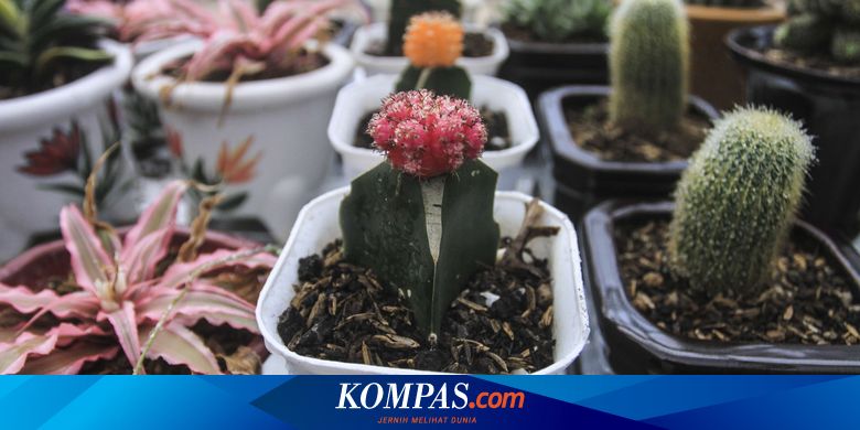 Rekomendasi 5 Tempat Berburu Tanaman Hias Online