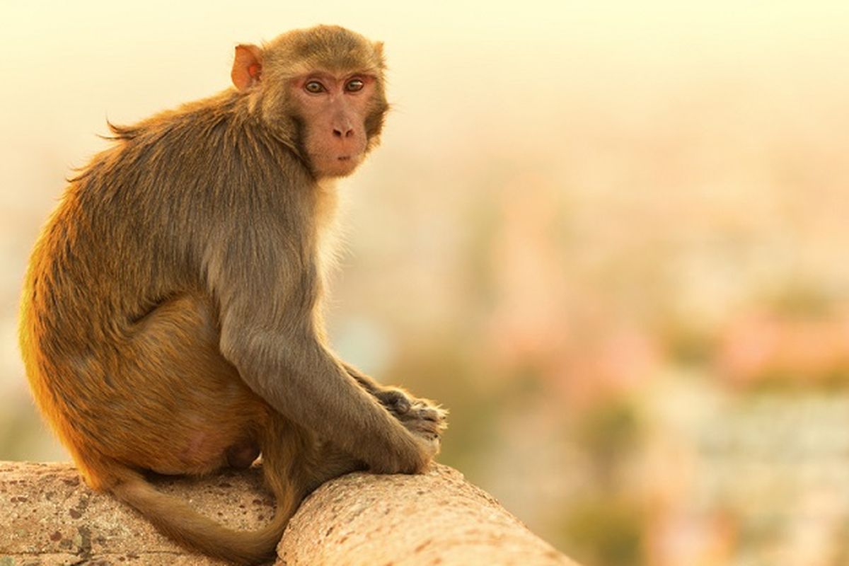 Ilustrasi kera. Monyet-monyet di Brasil diracuni karena dianggap menularkan virus cacar monyet.