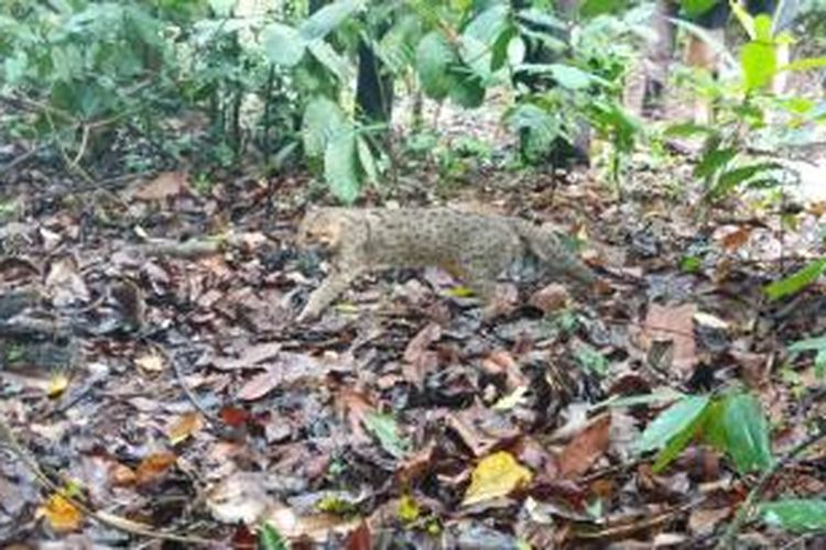 Lima Kucing hutan dilepas liarkan di Resort Sukamade SPTN Wilayah I Sarongan Kecamatan Pesanggaran Kab. Banyuwangi Wilayah Kerja Taman Nasional Meru Betiri.