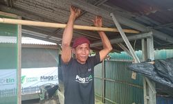 Budidaya Maggot, Paiman Berhasil Raup Omzet Puluhan Juta Per Bulan