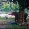 Terlalu Dekat Memberi Makan, Pria Ini Dihajar Gajah hingga Tewas