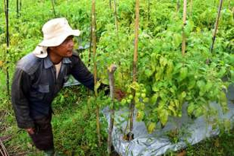 Nur Waluyo, petani tomat asal Kecamatan Srumbung, Kabupaten Magelang, memperlihatkan tanaman tomat organik miliknya, Jumat (13/1/2017).