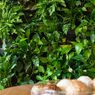 Cara Mudah Bikin Vertical Garden di Rumah