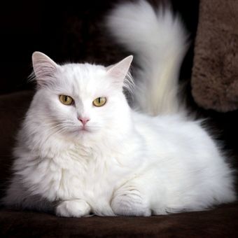 Ilustrasi kucing Turkish Angora.