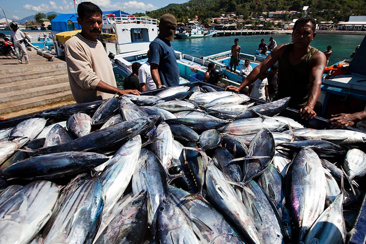 Nelayan menangkap tuna cakalang di Larantuka, Flores, Indonesia. Tuna adalah produk ekspor perikanan terbesar kedua Indonesia.