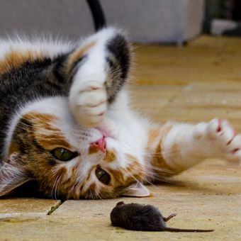 Ada kucing domestik yang suka berburu dan menerkam tikus, namun ada pula kucing yang tak peduli dengan kehadiran tikus.