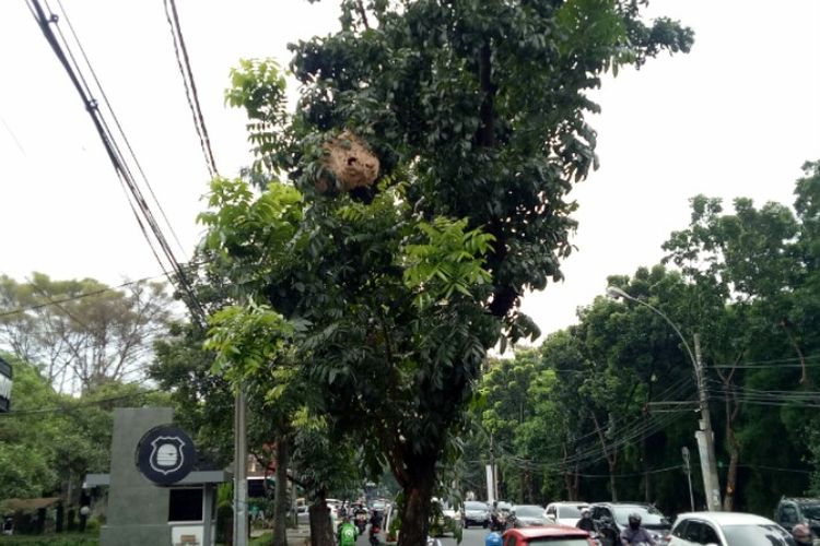 Keberadaan sarang tawon vespa di atas pohon di kawasan Bintaro Sektor 3 A, Pondok Aren, Tangerang Selatan, meresahkan warga sekitar.  Foto diambil Rabu (22/1/2020).