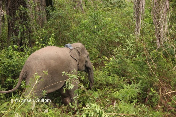 Seekor induk gajah sumatera liar yang dipasangi GPS Collar oleh BBKSDA Riau, Rabu (22/1/2020).
