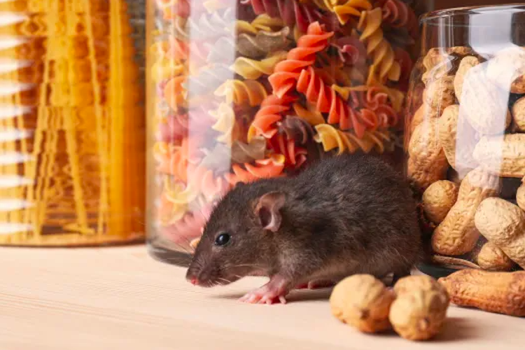 Ilustrasi mencegah tikus masuk ke rumah