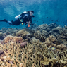Studi: Koral Tangguh, Mulai Tunjukan Adaptasi Terhadap Perubahan Iklim