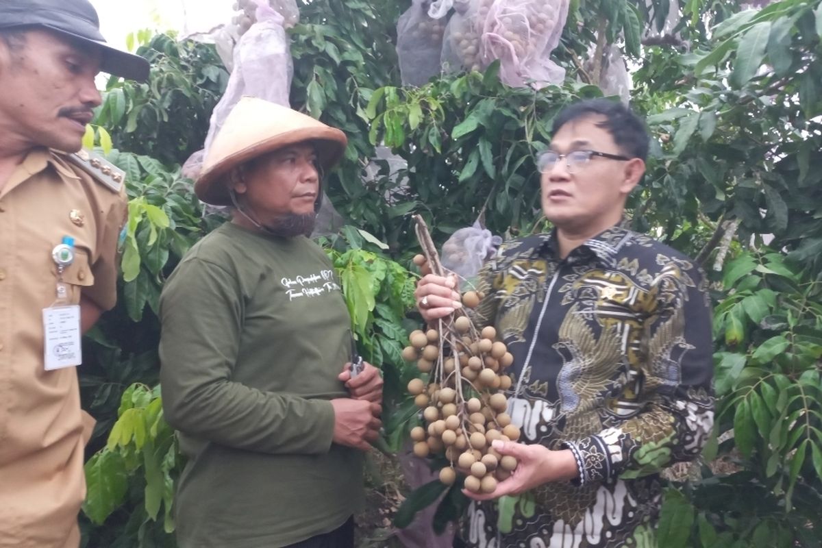 Budiman Sudjatmiko ke Kebumen, Upayakan Pengentasan Kemiskinan lewat Pertanian Kelengkeng 