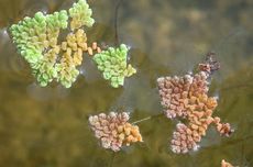 Simbiosis Mutualisme antara Azolla dan Anabaena