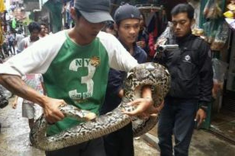 Warga Cipinang Jaya menemukan ular sanca sepanjang 5 meter. Ular itu ditemukan saat hendak naik dari bantaran sungai ke permukiman warga, Rabu (5/2/2014) malam.