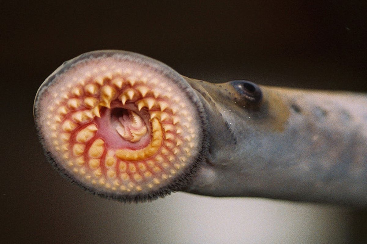 Ikan pengisap darah, Lamprey. Ikan lamprey adalah jenis ikan tanpa rahang, yang disebut salah satu hewan purba. Ikan langka ini muncul kembali di perairan Australia.