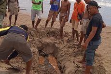 Warga Temukan Bangkai Paus Pembunuh Kerdil Terdampar di Pantai, Awalnya Dikira Lumba-lumba