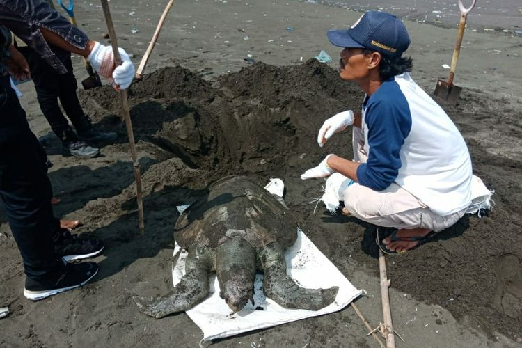 Evakuasi bangkai penyu di Pantai Kemiren, Kabupaten Cilacap, Jawa Tengah, Jumat (14/8/2020).