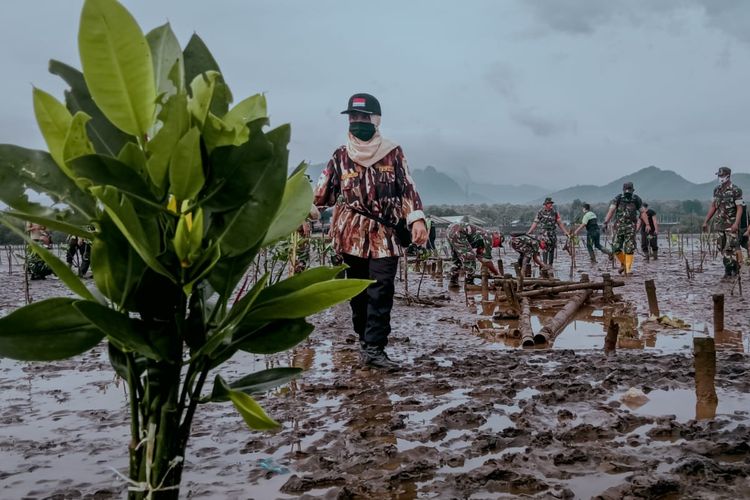 Kegiatan penanaman bibit mangrove dari Pangdam V Brawijaya, di Kampung Blekok, Desa Klatakan, Kecamatan Kendit, Kabupaten Situbondo, Jawa Timur, Jumat (4/3/2022).