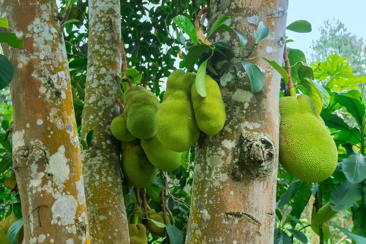 Ilustrasi pohon nangka, menanam nangka. 