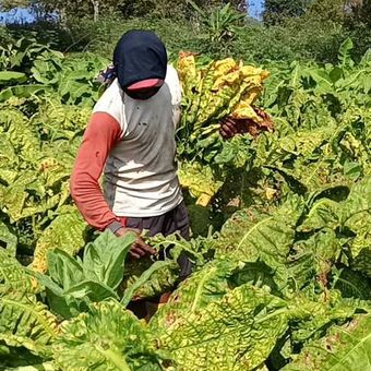 Petani tembakau di Kabupaten Magetan mulai memanen hasil daun tembakau hasil kerjasama dengan sebuah pabrik rokok. Harga tembaku kerjasama petani dengan perusahaan memiliki nilai tinggi sebesar Rp 110.000