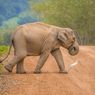 Kawanan Gajah Liar Rusak Kebun Petani di 3 Desa Padang Tiji
