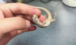 Ilmuwan Temukan Spesies Tokek Baru di Cagar Alam Kamboja