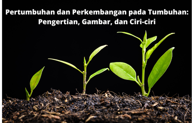 Pertumbuhan dan perkembangan pada tumbuhan merupakan hasil interaksi kompleks dua faktor, yaitu faktor dalam atau internal dan faktor luar atau eksternal.