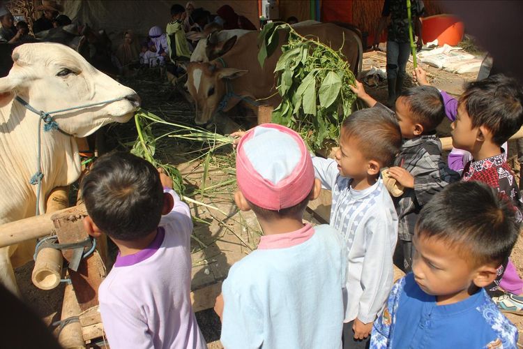 Anak-anak usia dini antusias memberi makan rumput kepada domba di sebuah depot penjualan hewan kurban di Cianjur, Jawa Barat, Jumat (26/07/2019). Puluhan anak-anak ini ikut serta dalam kegiatan wisata edukasi hewan kurban