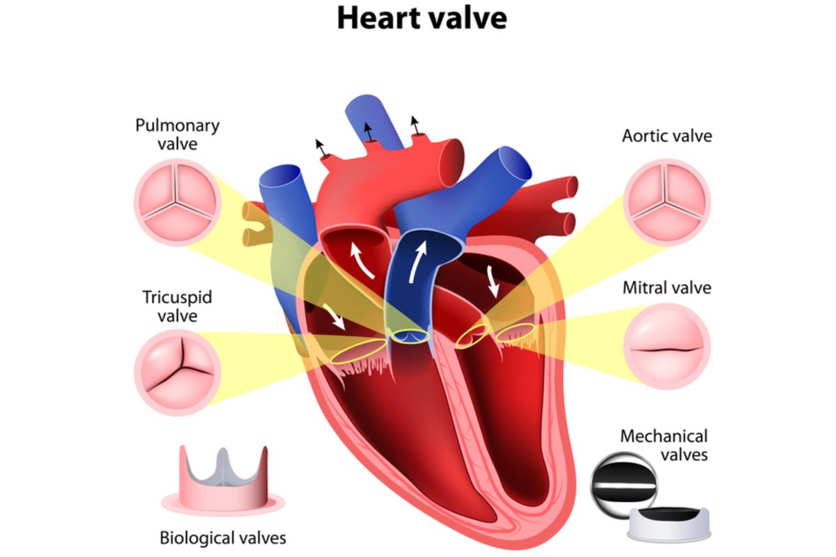 Ilustrasi katup jantung: pulmonal, mitral, trikuspid, aorta