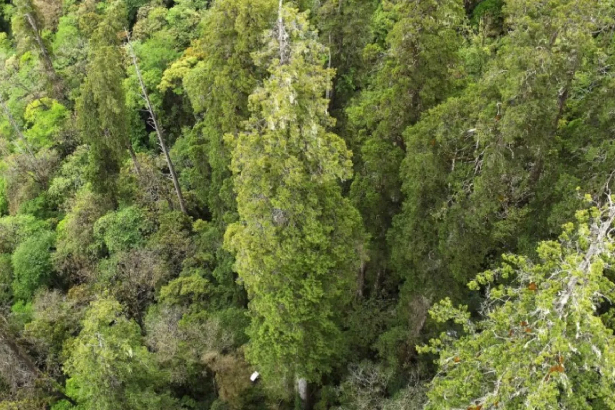 Pohon tertinggi di Asia ditemukan di ngarai di China.