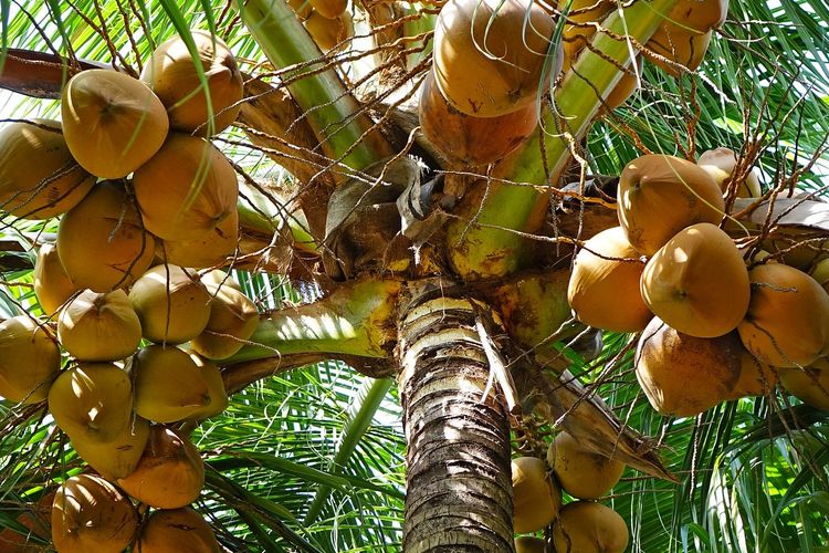 Ilustrasi buah kelapa, pohon kelapa. 