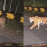 Bertemu Harimau di Jalan, Hidupkan Lampu dan Klakson