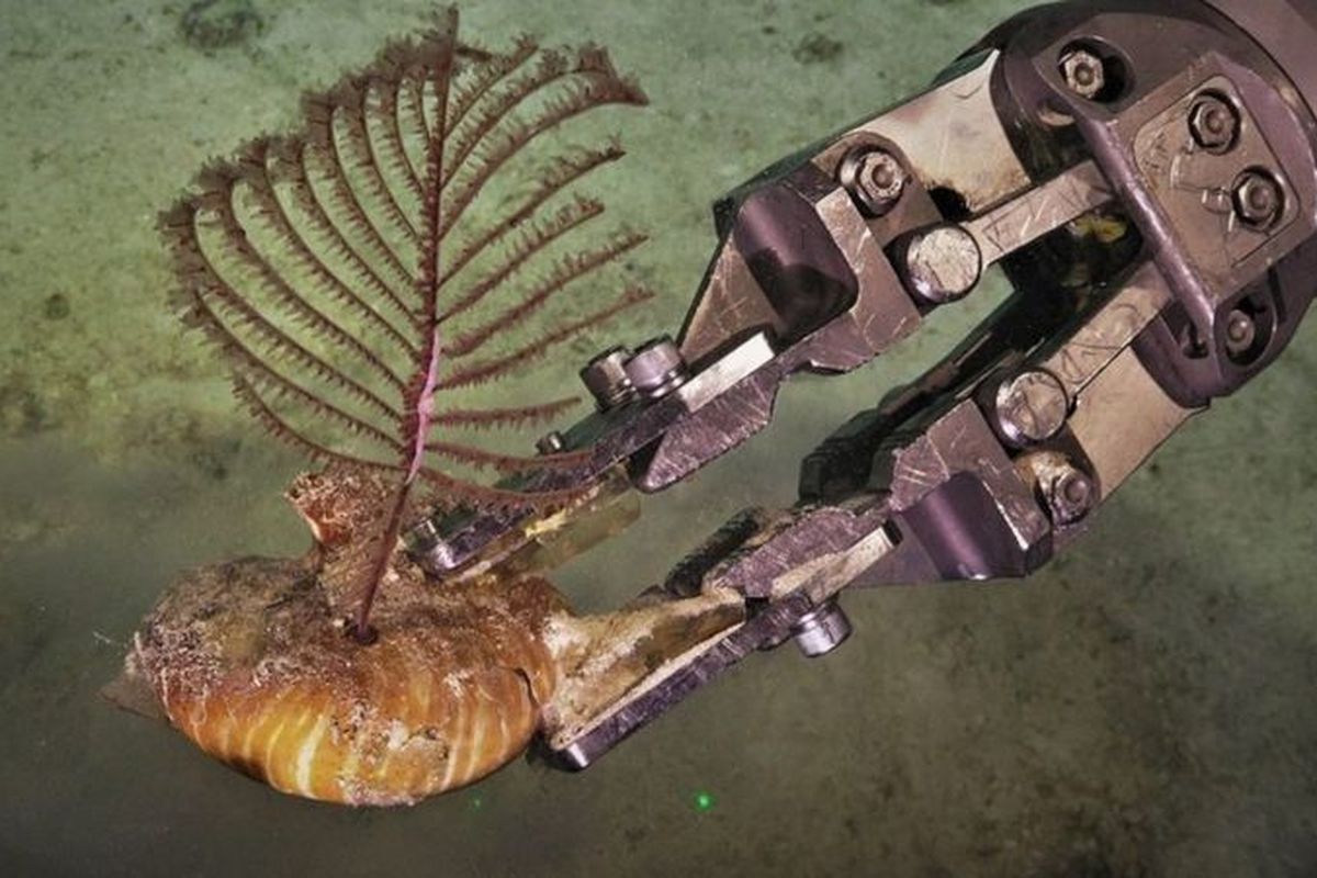 Spesies karang baru, karang hitam juga ditemukan peneliti di perairan dalam Australia, di kedalaman 550 meter.
