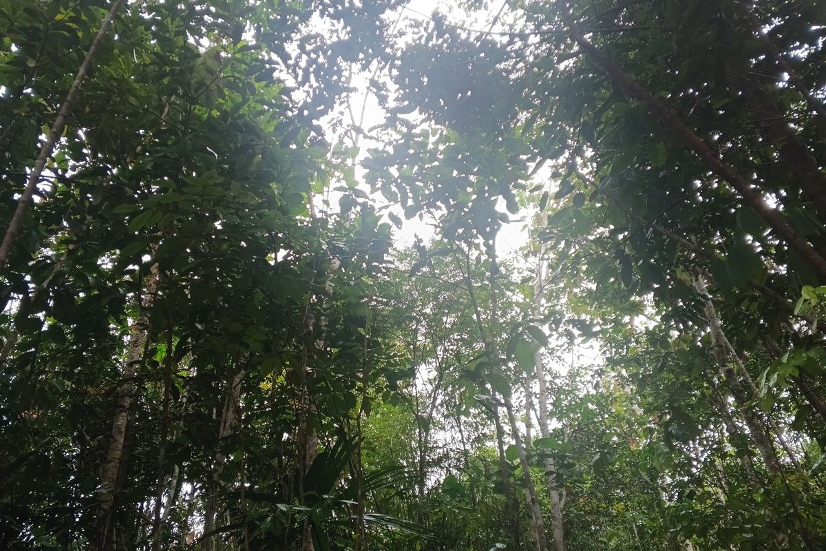 Kondisi hutan di Desa Kenanga, Kecamatan Simpang Hulu, Kabupaten Ketapang, pada Jumat (24/10/2025). Hutan tersebut merupakan bekas ladang yang sudah berusia tua dan berada cukup jauh dari Desa Kenanga.