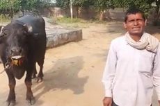 Kerbau di India Dilaporkan Pemiliknya ke Polisi karena Menolak Diperah Susunya