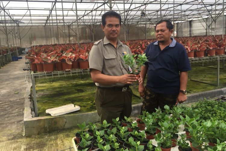 Kementerian Pertanian tengah menggenjot volume ekspor tanaman hias pada 2018