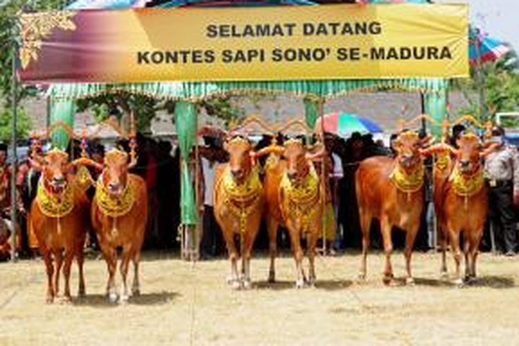 Kontes Sapi Sono' se Madura yang digelar Pamekasan tahun ini banyak diminati turis asing.