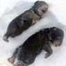 Ditinggal Sang Ibu yang Ketakutan, Dua Bayi Beruang Mati Beku