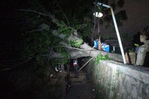 Angin Kencang Sebabkan Dua Pohon Tumbang di Kota Bekasi