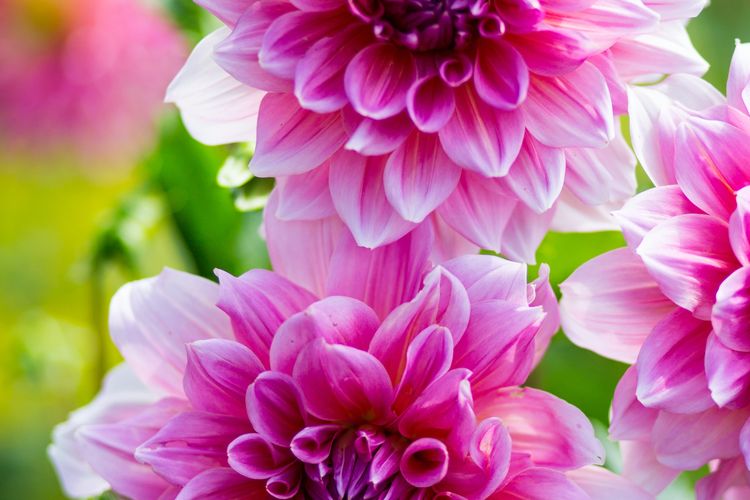 Ilustrasi bunga Dahlia. 