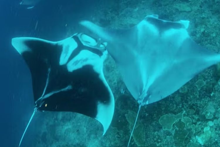 Manta oseanik jantan dewasa (kiri) mendekati manta karang betina dewasa (kanan) dan menyentuhkan lobus sefalik kanannya pada sayap kiri manta betina, tepat pada bekas luka kawin.