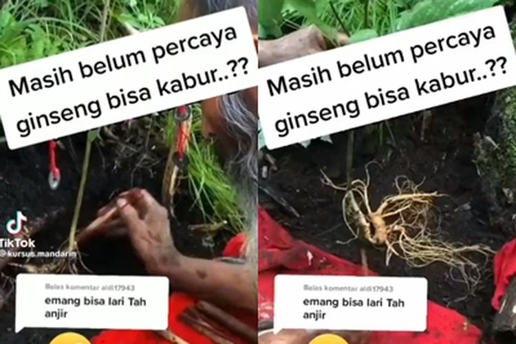 Tangkap layar video ginseng yang disebut bisa kabur dan lompat.