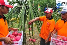 Budidaya Pitaya, Si Buah Dewa Kaya Serat