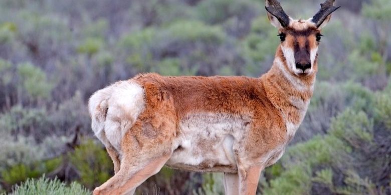 Pronghorn, hewan endemik wilayah neartik